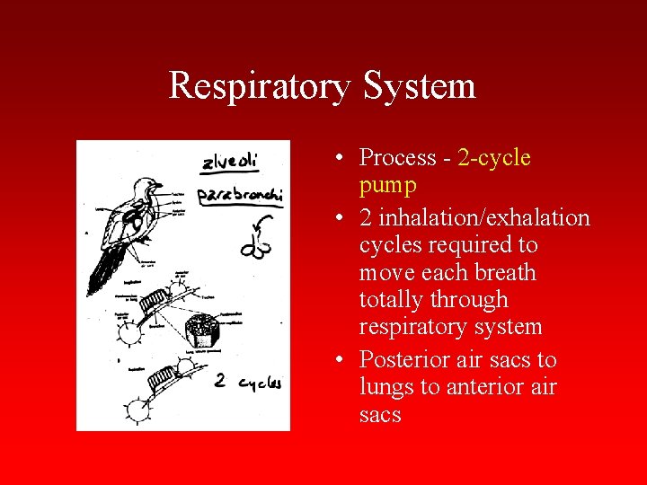 Respiratory System • Process - 2 -cycle pump • 2 inhalation/exhalation cycles required to