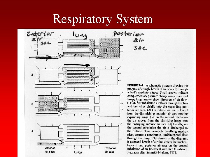 Respiratory System 
