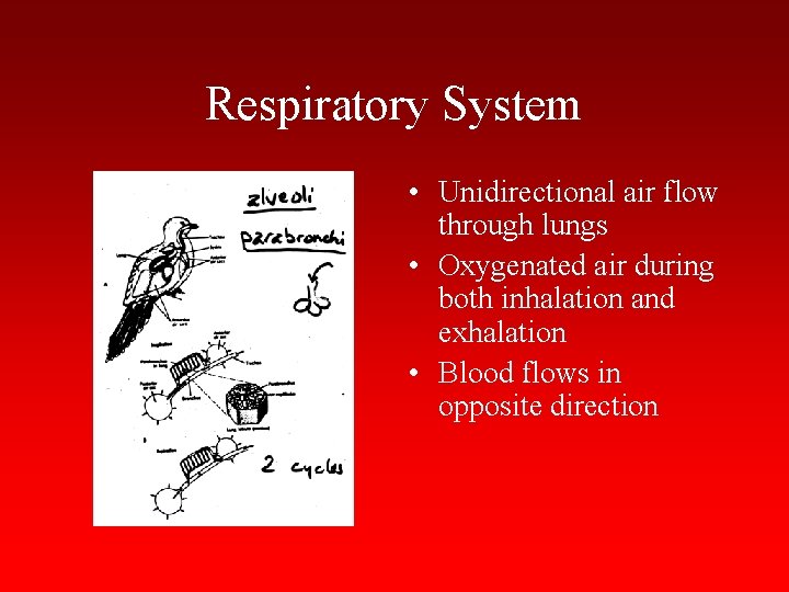 Respiratory System • Unidirectional air flow through lungs • Oxygenated air during both inhalation