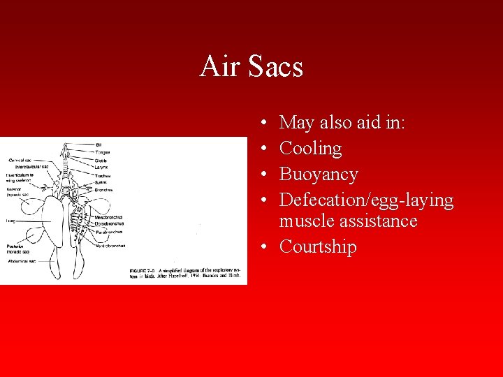 Air Sacs • • May also aid in: Cooling Buoyancy Defecation/egg-laying muscle assistance •