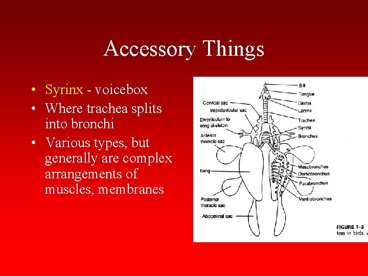 Accessory Things • Syrinx - voicebox • Where trachea splits into bronchi • Various