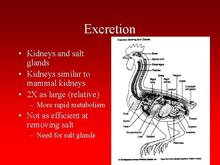 Excretion • Kidneys and salt glands • Kidneys similar to mammal kidneys • 2