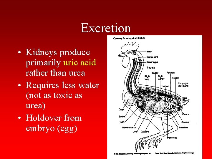 Excretion • Kidneys produce primarily uric acid rather than urea • Requires less water