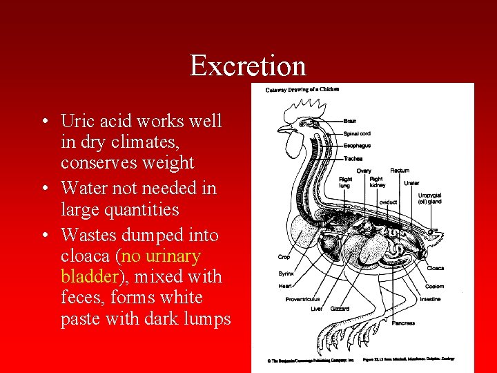 Excretion • Uric acid works well in dry climates, conserves weight • Water not