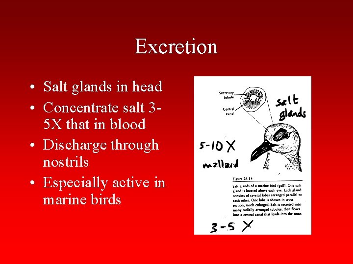 Excretion • Salt glands in head • Concentrate salt 35 X that in blood
