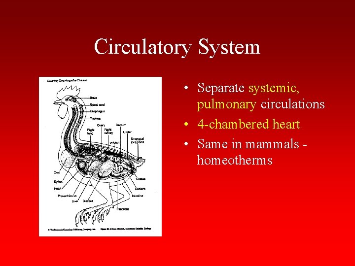 Circulatory System • Separate systemic, pulmonary circulations • 4 -chambered heart • Same in