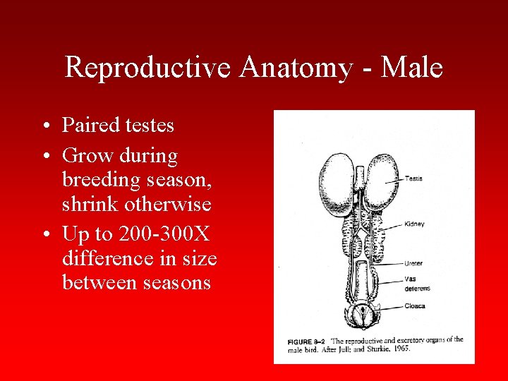 Reproductive Anatomy - Male • Paired testes • Grow during breeding season, shrink otherwise