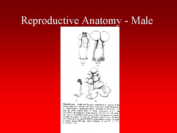 Reproductive Anatomy - Male 