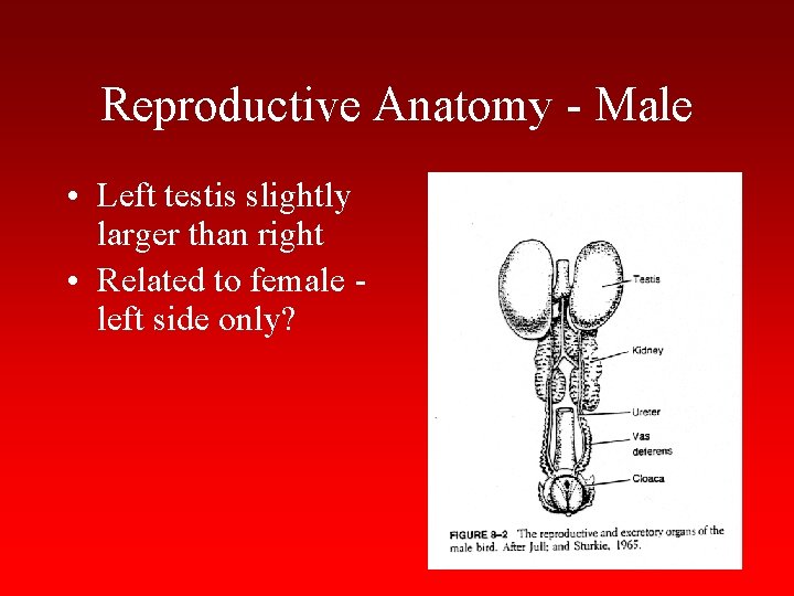 Reproductive Anatomy - Male • Left testis slightly larger than right • Related to