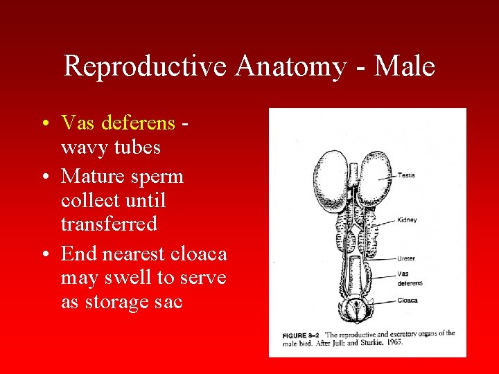 Reproductive Anatomy - Male • Vas deferens wavy tubes • Mature sperm collect until