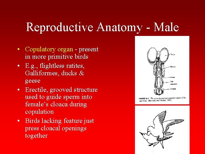 Reproductive Anatomy - Male • Copulatory organ - present in more primitive birds •