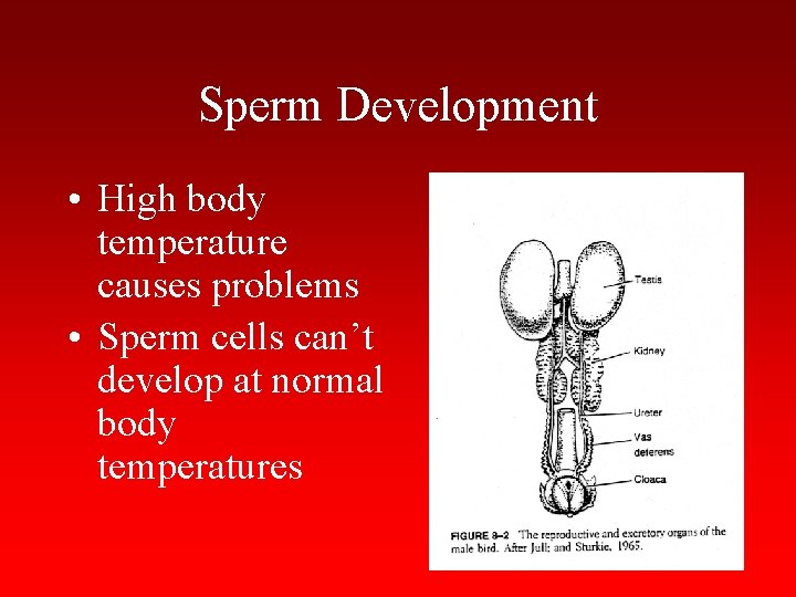 Sperm Development • High body temperature causes problems • Sperm cells can’t develop at