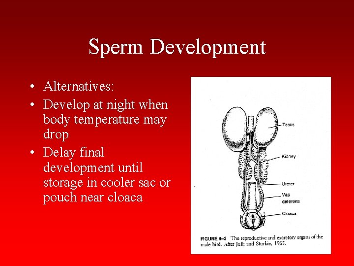 Sperm Development • Alternatives: • Develop at night when body temperature may drop •