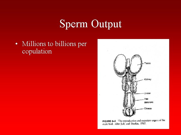 Sperm Output • Millions to billions per copulation 