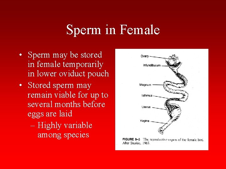 Sperm in Female • Sperm may be stored in female temporarily in lower oviduct