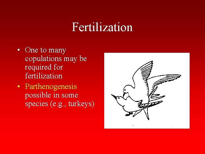 Fertilization • One to many copulations may be required for fertilization • Parthenogenesis possible