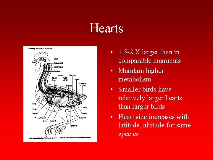 Hearts • 1. 5 -2 X larger than in comparable mammals • Maintain higher