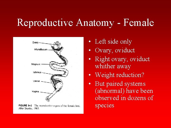 Reproductive Anatomy - Female • Left side only • Ovary, oviduct • Right ovary,
