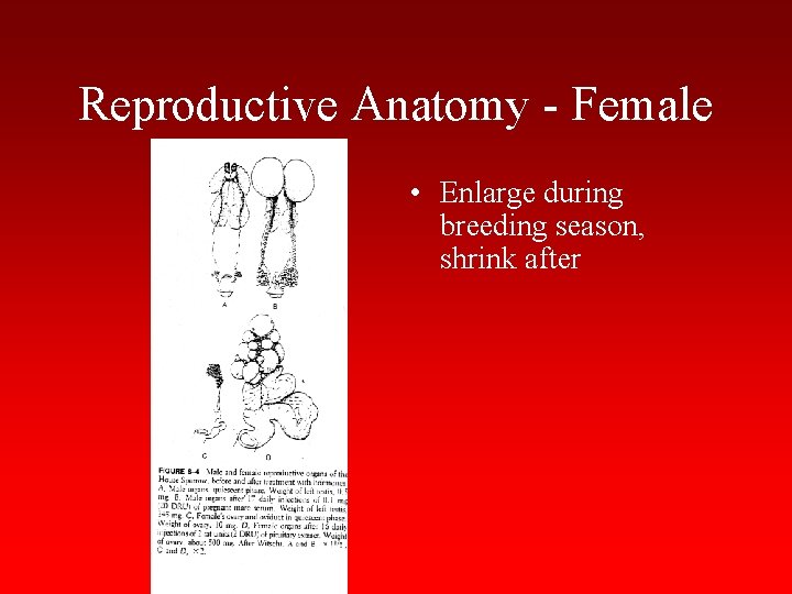 Reproductive Anatomy - Female • Enlarge during breeding season, shrink after 