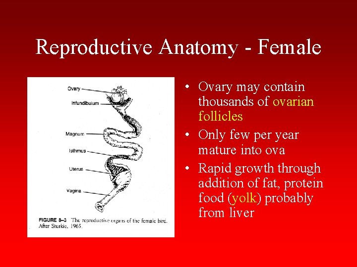 Reproductive Anatomy - Female • Ovary may contain thousands of ovarian follicles • Only