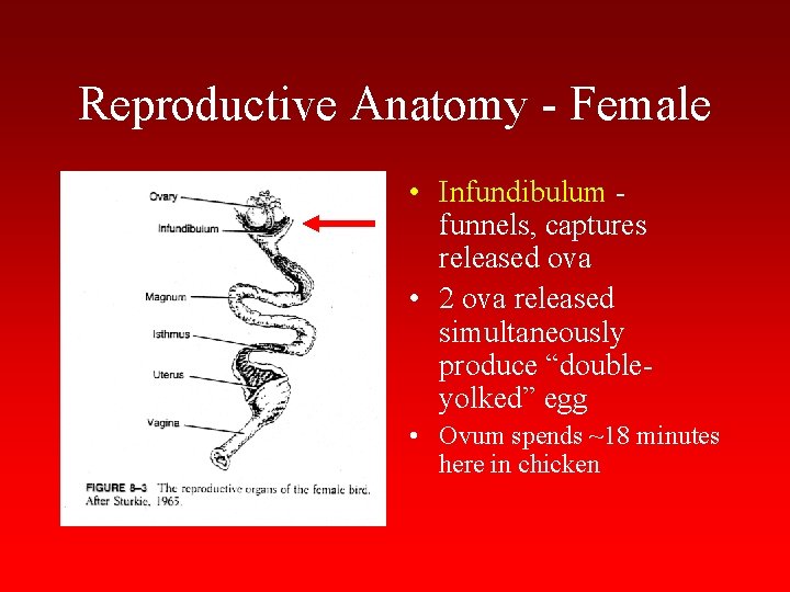 Reproductive Anatomy - Female • Infundibulum funnels, captures released ova • 2 ova released