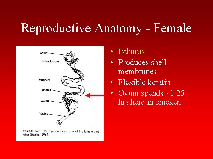 Reproductive Anatomy - Female • Isthmus • Produces shell membranes • Flexible keratin •