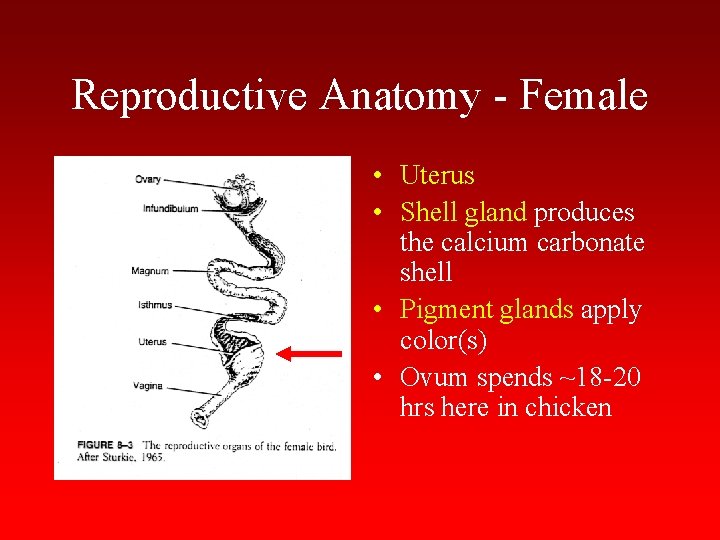 Reproductive Anatomy - Female • Uterus • Shell gland produces the calcium carbonate shell