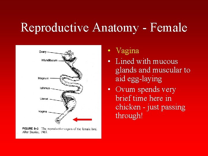 Reproductive Anatomy - Female • Vagina • Lined with mucous glands and muscular to