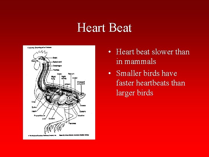 Heart Beat • Heart beat slower than in mammals • Smaller birds have faster