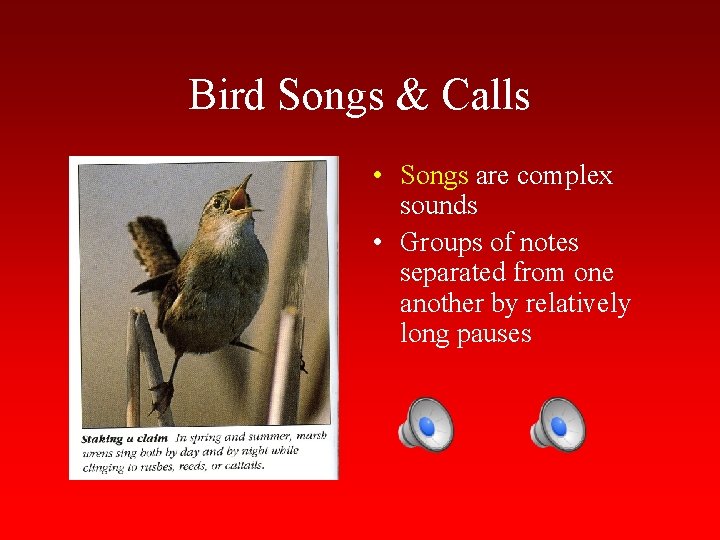 Bird Songs & Calls • Songs are complex sounds • Groups of notes separated