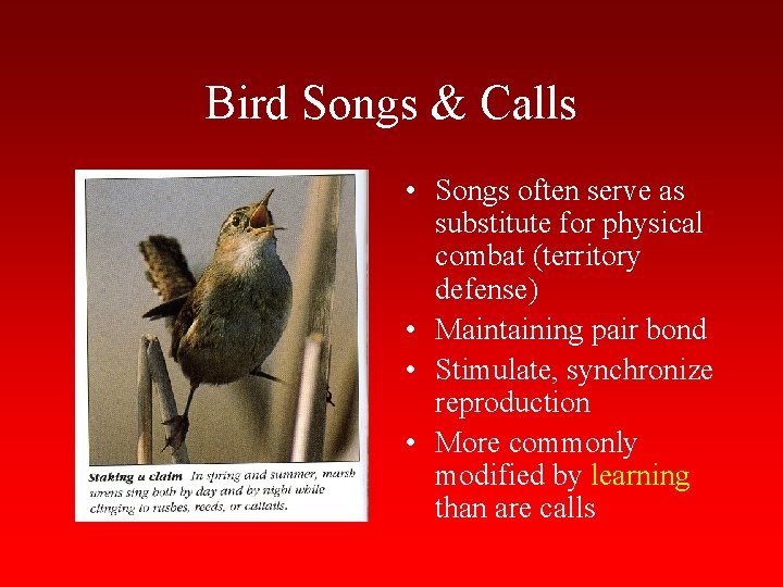 Bird Songs & Calls • Songs often serve as substitute for physical combat (territory