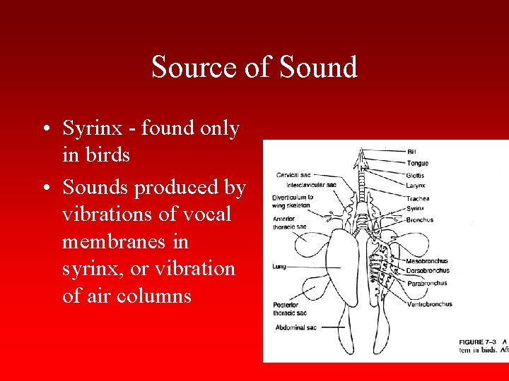 Source of Sound • Syrinx - found only in birds • Sounds produced by