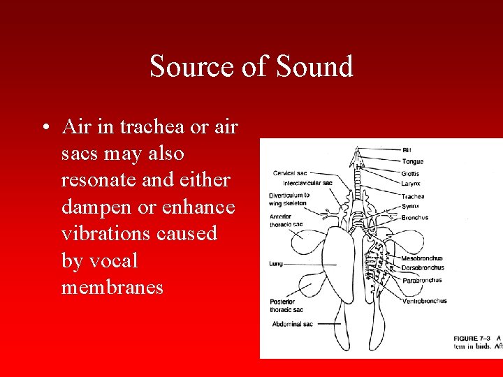 Source of Sound • Air in trachea or air sacs may also resonate and