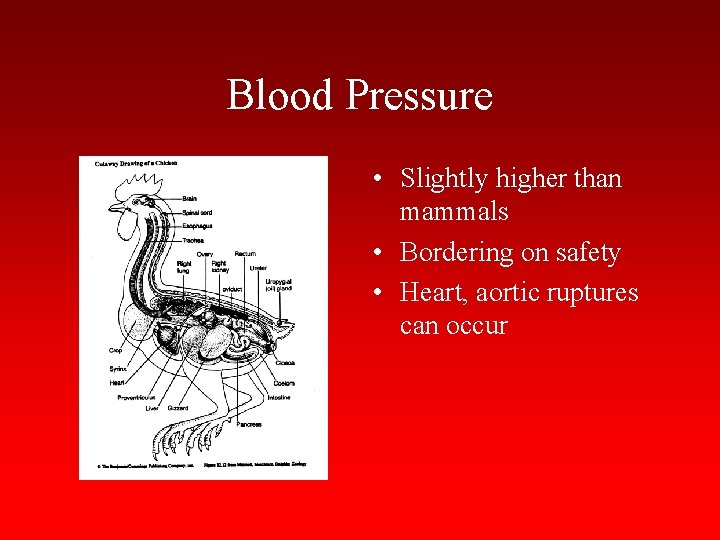 Blood Pressure • Slightly higher than mammals • Bordering on safety • Heart, aortic