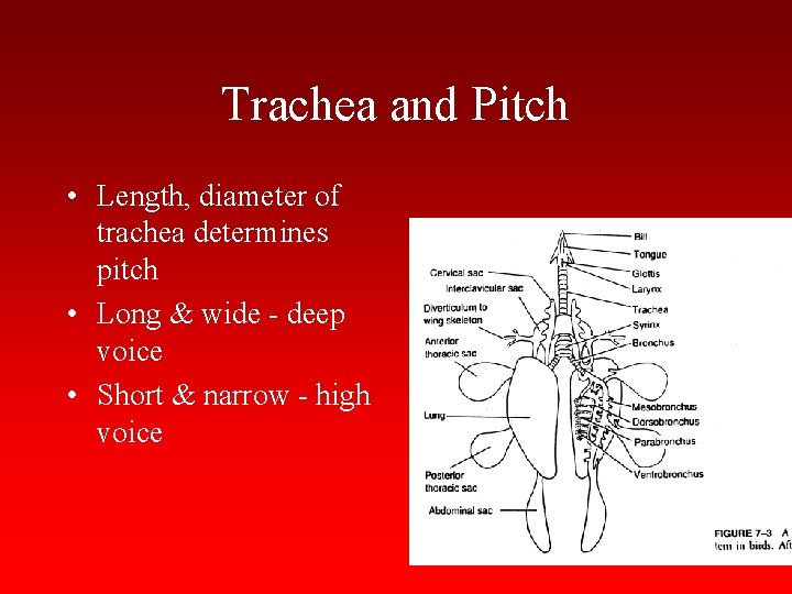 Trachea and Pitch • Length, diameter of trachea determines pitch • Long & wide