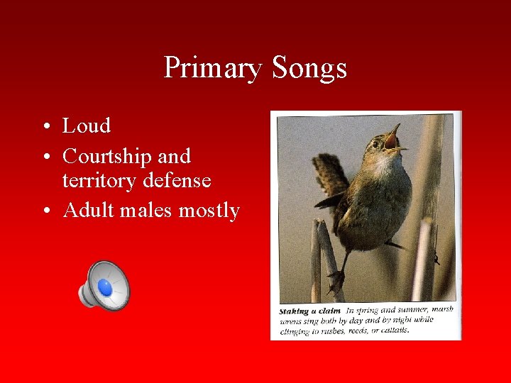 Primary Songs • Loud • Courtship and territory defense • Adult males mostly 