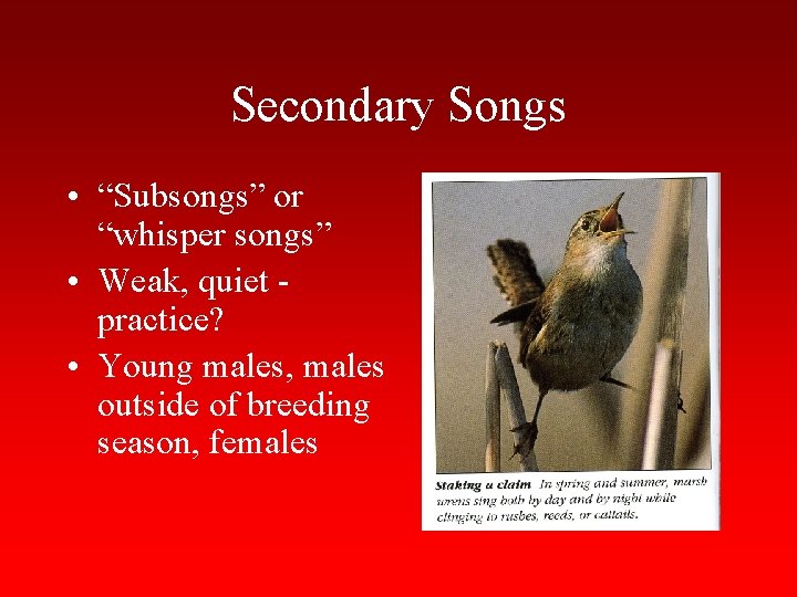 Secondary Songs • “Subsongs” or “whisper songs” • Weak, quiet practice? • Young males,