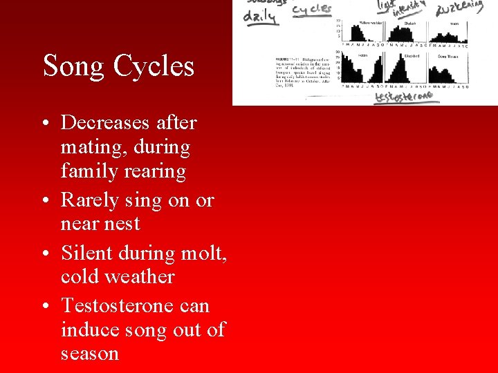 Song Cycles • Decreases after mating, during family rearing • Rarely sing on or