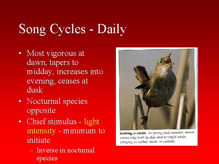 Song Cycles - Daily • Most vigorous at dawn, tapers to midday, increases into