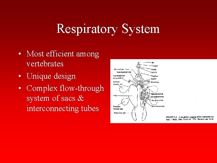 Respiratory System • Most efficient among vertebrates • Unique design • Complex flow-through system