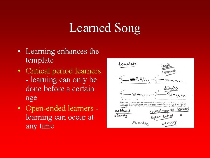 Learned Song • Learning enhances the template • Critical period learners - learning can