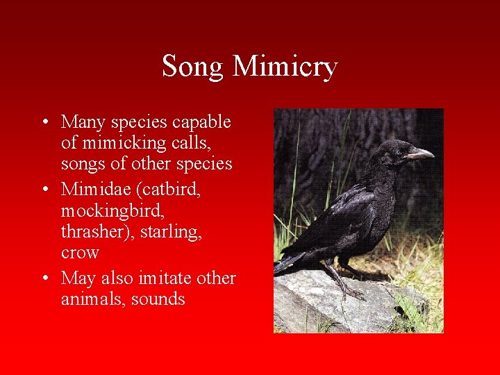 Song Mimicry • Many species capable of mimicking calls, songs of other species •
