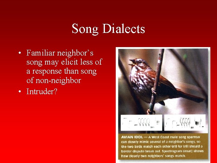 Song Dialects • Familiar neighbor’s song may elicit less of a response than song