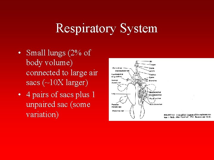 Respiratory System • Small lungs (2% of body volume) connected to large air sacs