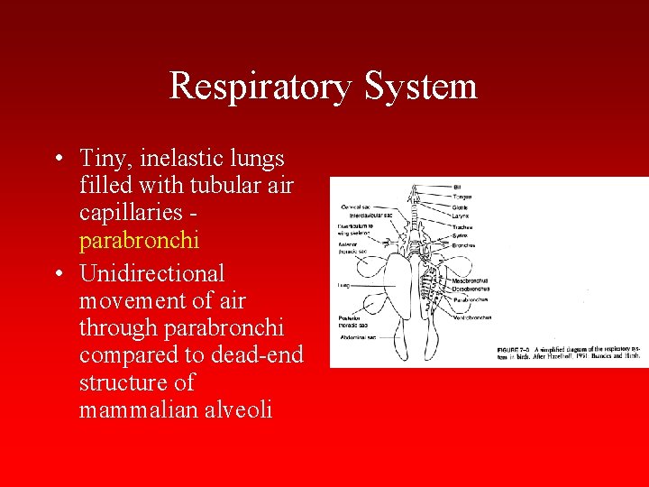 Respiratory System • Tiny, inelastic lungs filled with tubular air capillaries parabronchi • Unidirectional