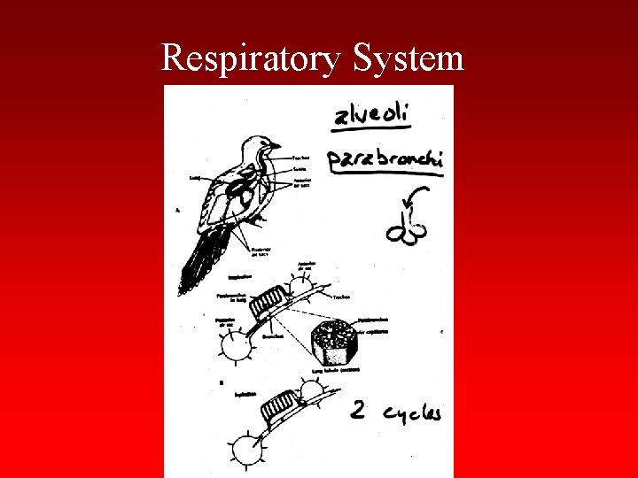 Respiratory System 