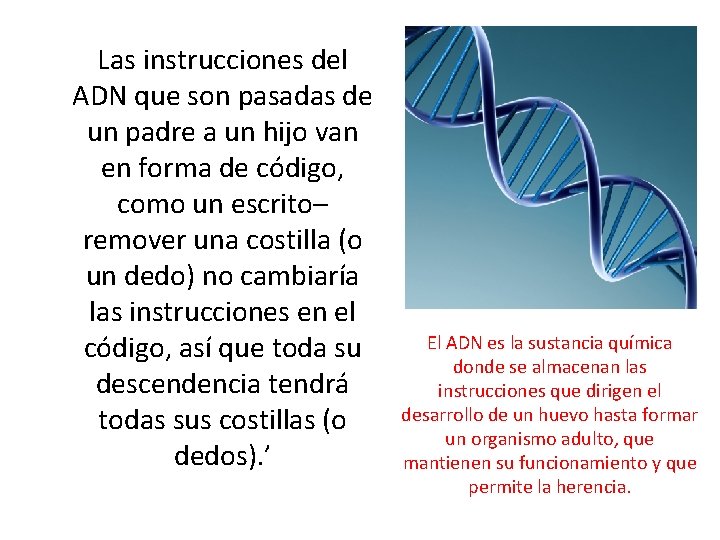 Las instrucciones del ADN que son pasadas de un padre a un hijo van