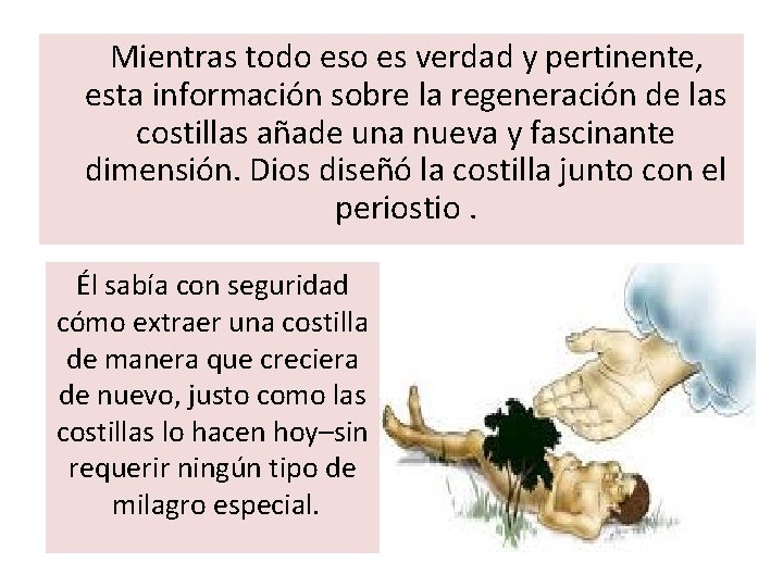 Mientras todo es verdad y pertinente, esta información sobre la regeneración de las costillas Mientras todo es verdad y pertinente, esta información sobre la regeneración de las costillas