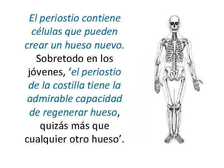 El periostio contiene células que pueden crear un hueso nuevo. Sobretodo en los jóvenes, El periostio contiene células que pueden crear un hueso nuevo. Sobretodo en los jóvenes,