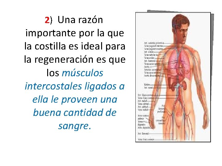 2) Una razón importante por la que la costilla es ideal para la regeneración